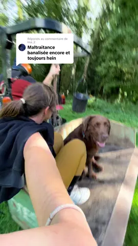 Réponse à @lisa_2 oui oui #labrador #labradorretriever #chien #pourtoi 