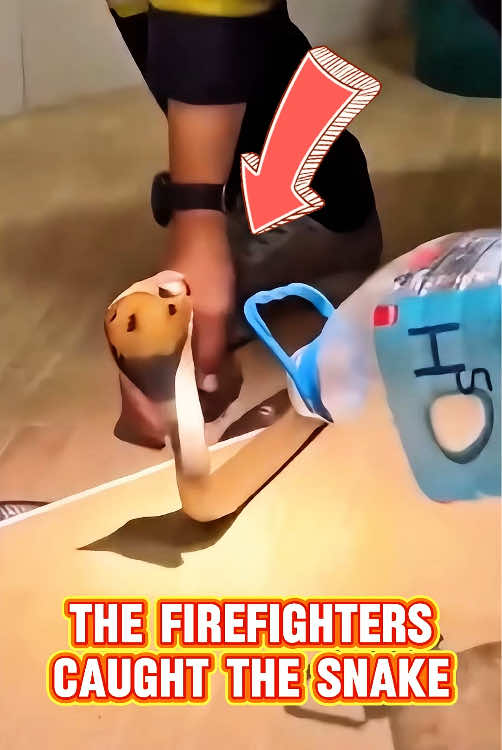 The Firefighters Caught The Snake #fentysuperbrandday #rescue #funnyanimals 