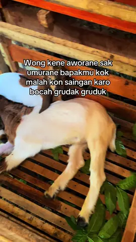 Jan sembrono😓 #peternakkambing #kambingetawa #bosmuda #kandangsobatngaret #sobatngaret 