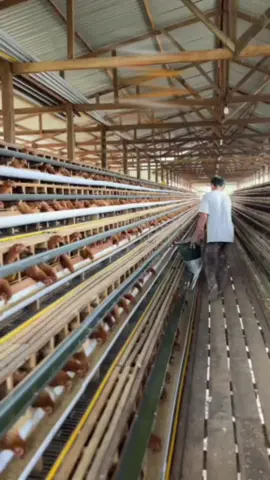 #bismillahfyp #peternakanayam #bisnisonline #usahamuda #masukberandafyp 