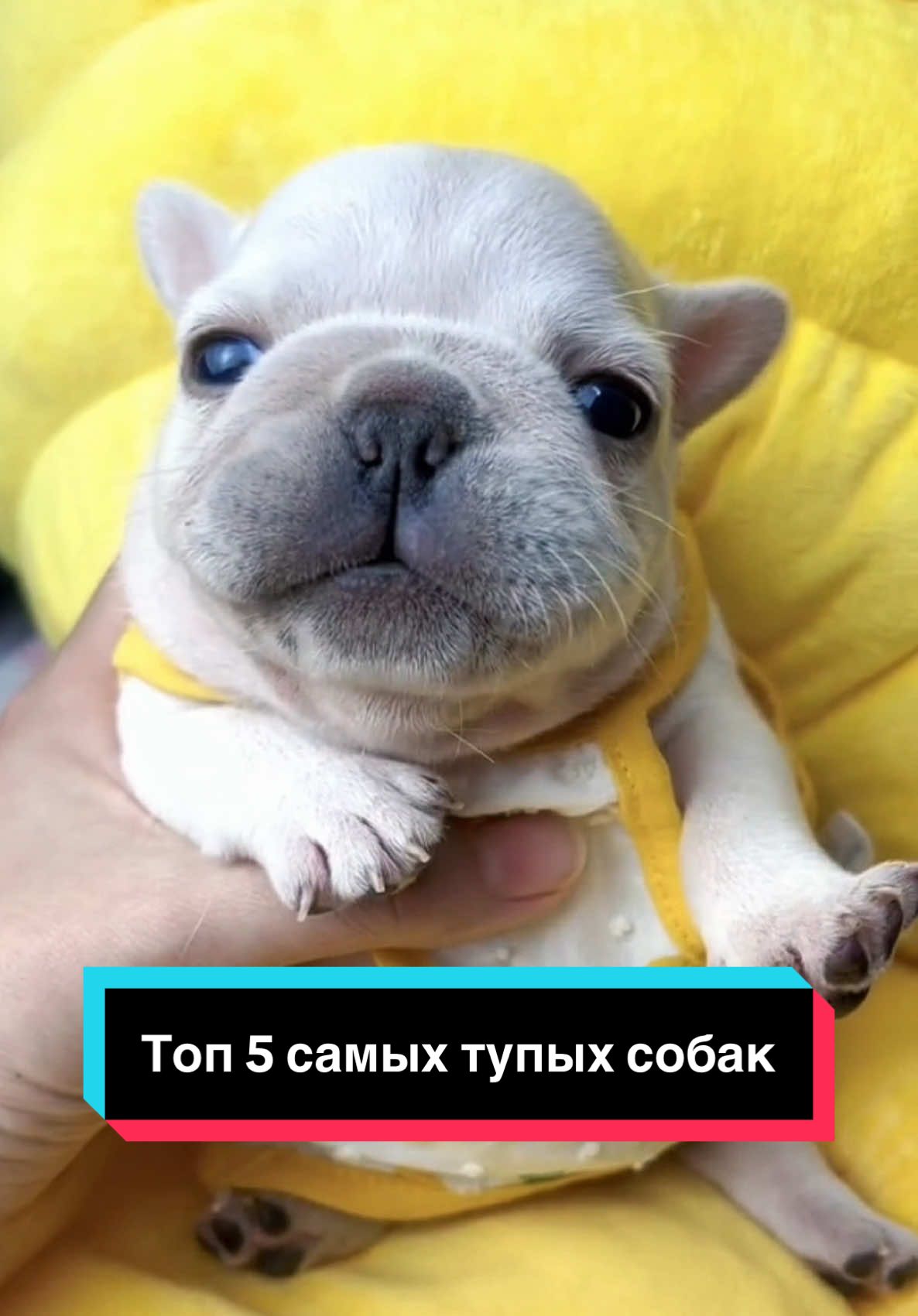 Какая собака тупее всего? #рекомендации #животные #факты #рек #fyp 
