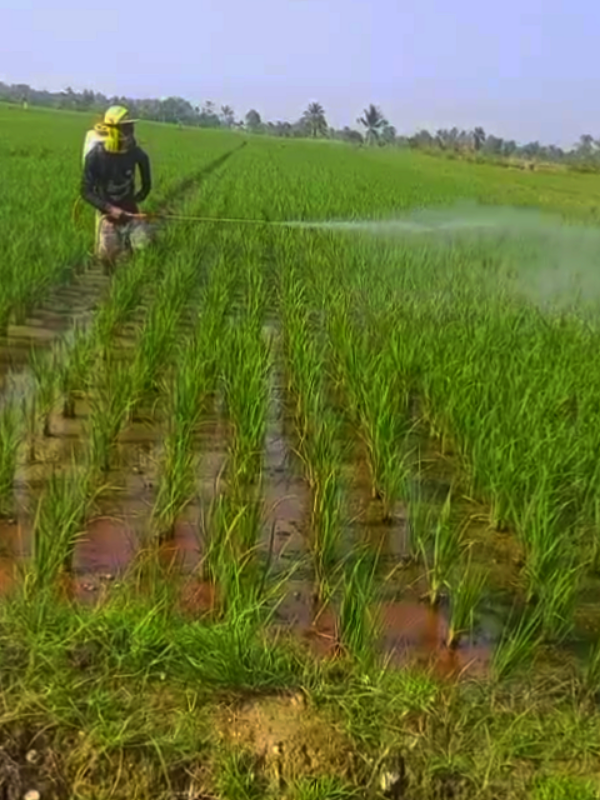 aplikasi insektisida #fyp #semprotan #petaniindonesia🇮🇩🇮🇩🇮🇩🌿🌿 #petani #petanimuda 