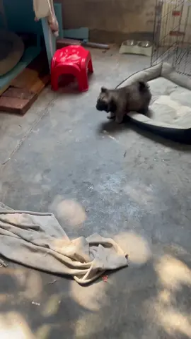 #cutedogvideo #foryoupage❤️❤️ #dogloversfeed #viralvideos