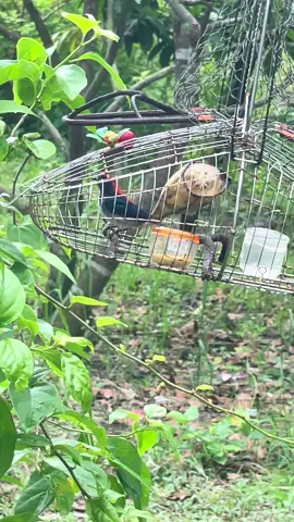 Sục xạo gọi bổi ae lấy tiếng về bẫy loa nhé #ocmitbinhphuoc #ocmitmoi #hutmat5mau #hutmat #5maubungvang 