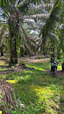 #petanimuda #fyp #storysawit🌴🌴 #sawitontiktok #sawitkalimantan 