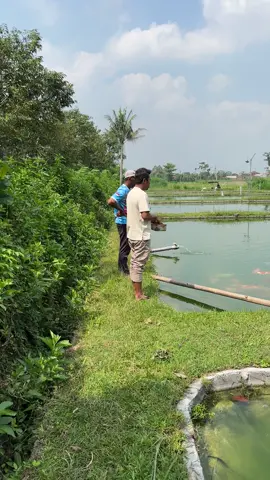 #kolamkoi #koi #koifish #ikankoiindonesia #koiindonesia 