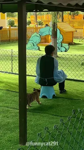 feline cubs🥰Cuuuute 🥰#cat #funnyanimals#animals #funny #cute #pet #fyp 