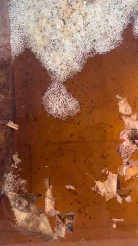 ลองเพราะเล่นๆ แต่ผลที่ได้คือน้องออกมาเยอะมากคอกนี้ #ปลากัดมหาชัย #ปลากัด #ปลากัดสวยงาม 