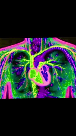 slowdive truly made a great shoegaze classic #shoegaze #slowdive #souvlakispacestation #fyp #mybloodyvalentine 