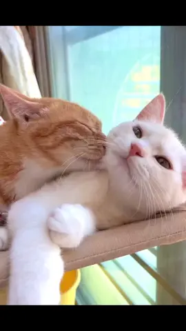 #foryou #foryoupage #trending #fyp #Love 