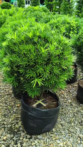 #สนใบพายญี่ปุ่น  #ไม้ประดับแต่งบ้านสไตล์ญี่ปุ่น  #ร้านPDพรรณไม้คลอง15  #ร้านพีดีพรรณไม้คลอง15 