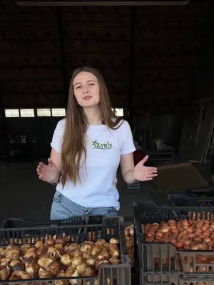 Велика колекція тюльпанів – знижки до -35%!Понад 200 унікальних сортів з Нідерландів!