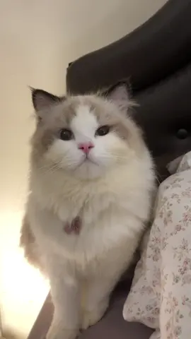 hii.. aku olip🐾 aku punya mata biru🫐 aku mau bilang makasii yaa manteman udah ikutin aku terus💓✨ #feelings  #Love  #cat  #kucing 