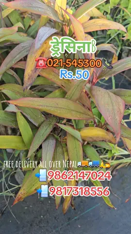 हाेलसेलमा बिरुवा🔈️🔉🔊📢📣 #new #arrival #at #chaltidelivery #freedelivery 