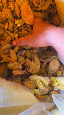 Trà cây hoàng đằng #xuhuong #cayhoangdang #comauchuanrung 