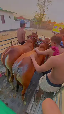 sunset nya#singamuda #singamudataem #kadesAndalan #kerapnsapijawamadura #promoseruweekend 