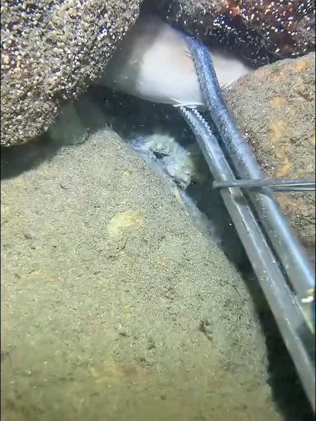 #eels #fishing #crab #diving #lobster #beach #deepsea #catchthesea #nature #seafood