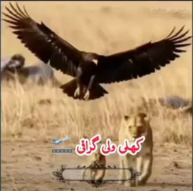 میانوالی آلے #virel?videotiktok😇😇  #support_me_guys_all_world  #khli_vali_mafia  #mianwali_lovers  #❣️❣️❣️❣️❣️❣️ 