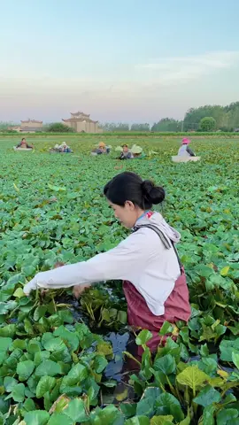 Video quay lại cảnh một người phụ nữ đang thu hoạch củ ấu trên một cánh đồng ngập nước. Cánh đồng trồng ấu rất rộng lớn, củ ấu có hình dạng độc đáo, và người phụ nữ nở nụ cười tươi tắn khi cầm sản phẩm trên tay. Video mang lại cảm giác thư thái, yên bình và gần gũi với thiên nhiên. #foryou #fyp #foryoupage #viral #trending 