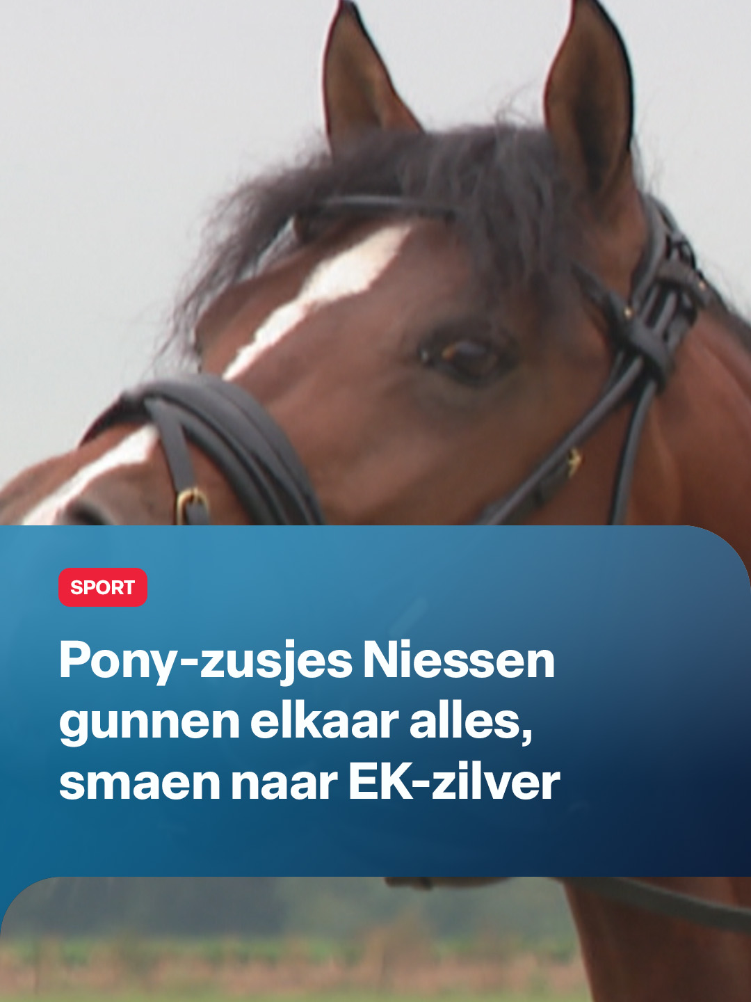 De 16-jarige Feline Niessen en haar jongere zus Esmae hoeven maar uit bed te rollen en ze staan in de stal. Als je ouders een pensionstal runnen, kan het bijna niet anders dan dat de liefde voor paarden wordt doorgegeven. Helemaal bijzonder: beide zussen werden geselecteerd voor het EK dressuur voor pony's in Frankrijk. #Pensionstal #Hulsberg #Paarden #L1 #L1Nieuws #EKDressuur #EKZilver