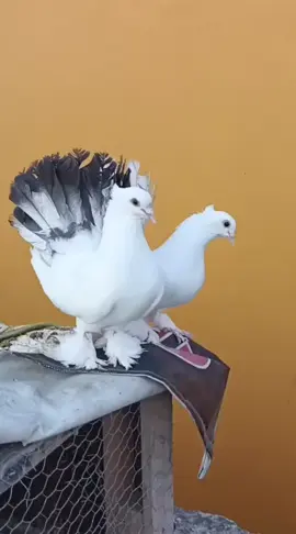 #طيور_حب #طيوري_الجميله #ترسوس_تركيا_مرسين 