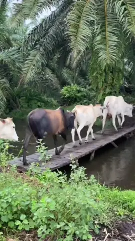 tandain yang putih. #fyppppppppppppppppppppppp #shitmeme #ngakakkocak #soundviral #vidioviralmemegokil #fyp 