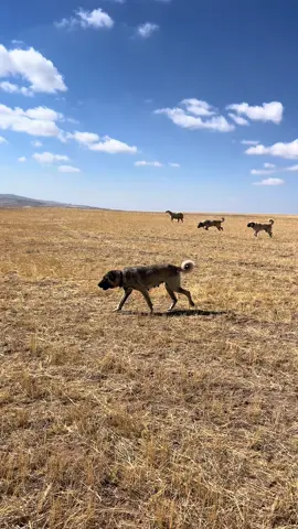 #keşfet #köpek #çobanköpeği #küçükbaş #koç 