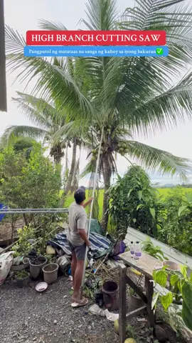HINDI MO NA KAILANGANG UMAKYAT KAPAG MAY PUPUTULIN KANG MATATAAS NA SANGA , DAHIL MERON NA NITO #highbranchshearspruningsaw #highbranchsaw #pamputolngsanga #pangputolngmatataasnasanga #highbranchcuttingsaw 
