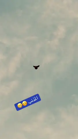 اكو شباب امس يعلقون عل حوامه ماكو ونسه ذيج مال حرب هاي متعه فنيه عمي @جاسم سالم @رضيو💔😅✌️ @راعي الملاوين🌹 #حمام #زبير #طيور #بغداد_العراق #اكسبلور 