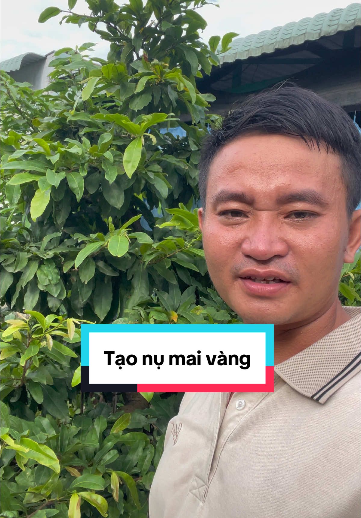 Kinh nghiệm tạo nụ và ra hoa cho cây mai vàng từ nhà vườn Mai Vàng Bình Định #taonumaivang #taonukimmaivang #MaiVangBinhĐinh 