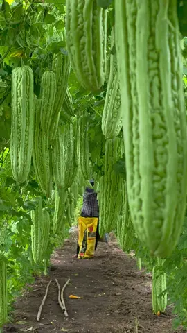 สบายตา #แก็งหนูทำได้  #ปลูกมะระจีนยังไงให้ดกลดปัญหาไวรัสยอดแข็งยอดแหลมยอดไอ้โต้ง  #มิสเตอร์จ้าวไก่  #tiktokป้ายยาเกษตรชาวสวน  #เทรนวันนี้ 