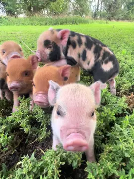 Cute little piggy 🐷 #littlepig #piggy #cute #piglet #babypig 
