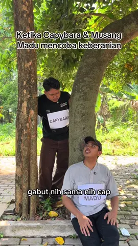 Capybara cuma kompor doang