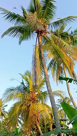 Bismillah amunisi madiun siap di luncurkan buruh soull😁🤲#Bandardegan #pedagangmuda #petanikelapa🌴🌴 #mafiadegan 