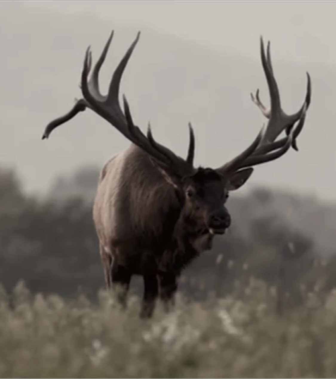 #ELK - I did this half asleep sorry this was requested if you want a remake I understand 🙏 - The elk (pl.: elk or elks; Cervus canadensis) or wapiti, is the second largest species within the deer family, Cervidae, and one of the largest terrestrial mammals in its native range of North America and Central and East Asia. The word 