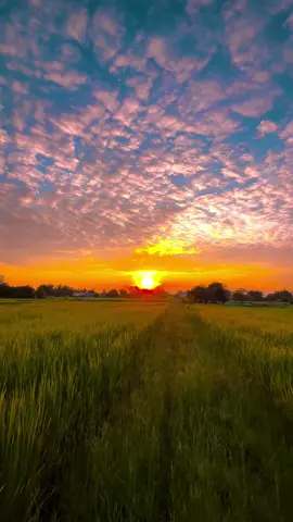 แดดยามเช้า ส่องทางอยู่ปลายฟ้า.. #รับโปรโมทเพลง #วิวบ้านนอก🍃 #ท้องฟ้า⛅🌈 