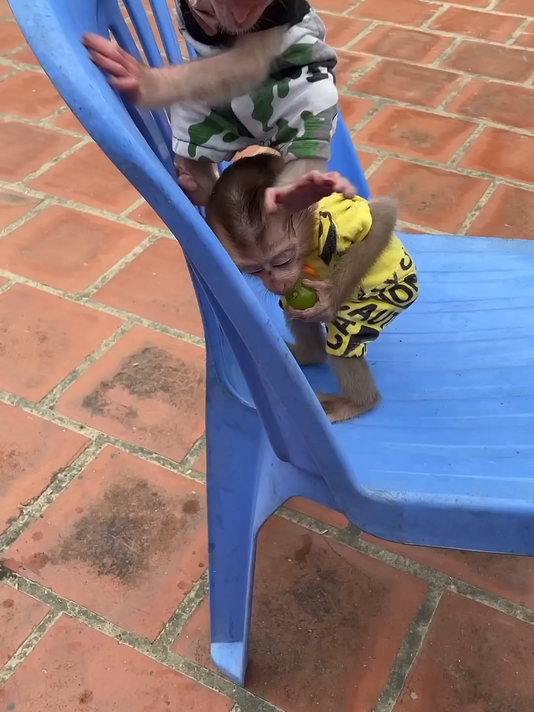 baby monkey paper brother eat fruit
