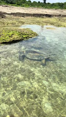 大丈夫かい！？ #沖縄#ウミガメ#アオウミガメ #カメ#生物系youtuber 
