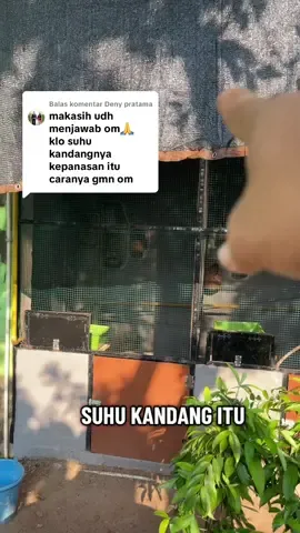 Membalas @Deny pratama #kicaumanianusantara#ternakmuraibatu#penangkarpemula