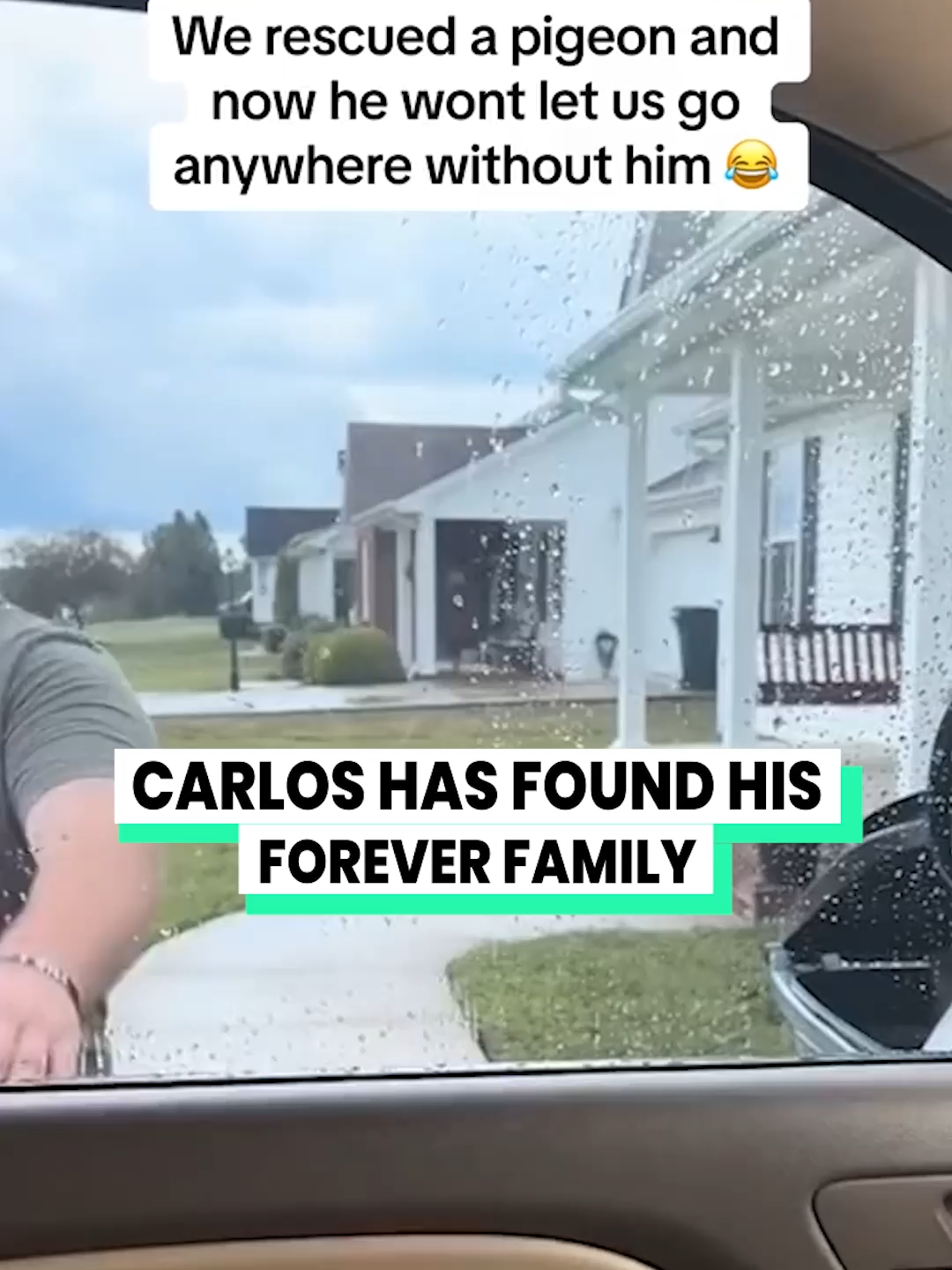He keeps coming back! (@carlosthepigeon1 via @arkbykomi) #pigeon #carlos#strangepets#animalsreact