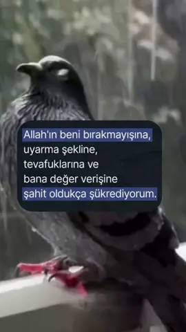 HALİMİZE ŞÜKÜRLER OLSUN...