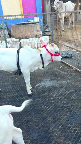 #goviral #cowlover #minicow #repost 