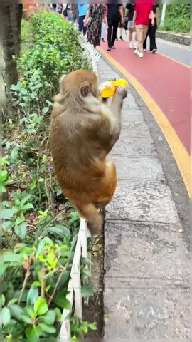 Funny monkey #funnyvideos #animal #monkey #cuteanimals #fyp #funnytiktok #monkeytiktok 
