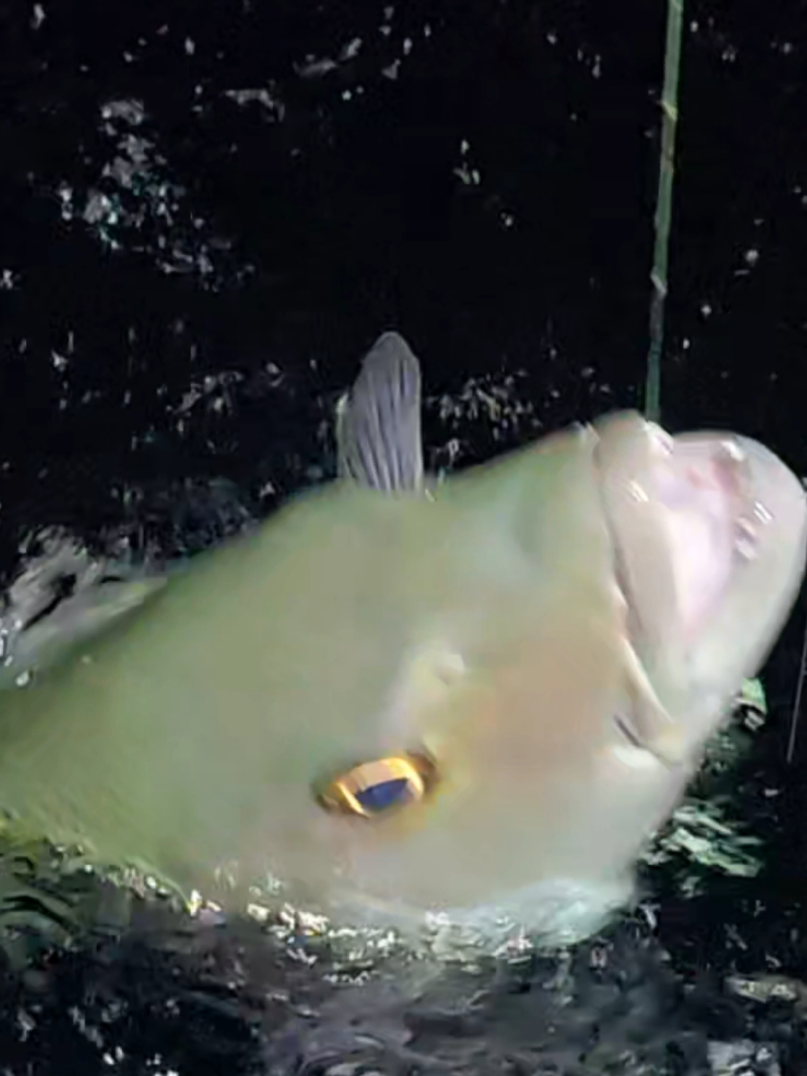 UMPAN HIDUP DISAMBAR IKAN KEMBAR 😱 #fishing #mancing #ikan #fish #nelayan 
