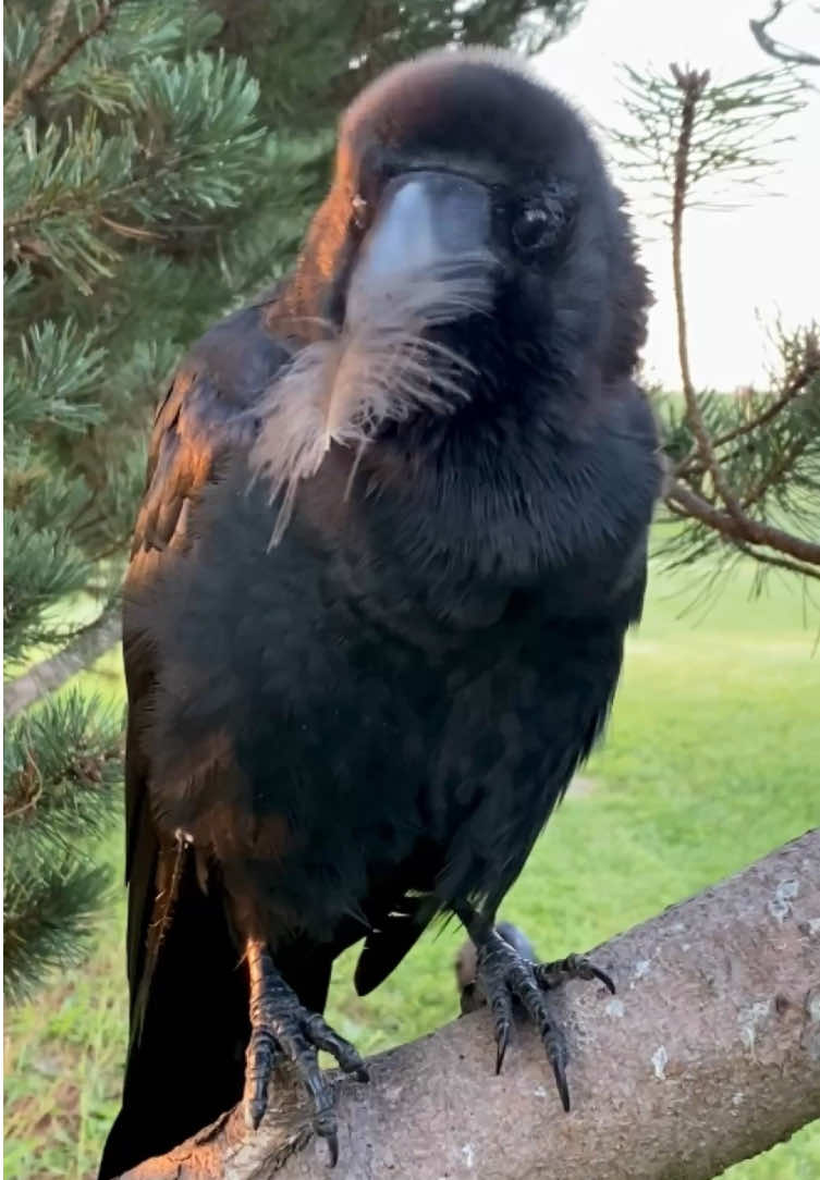 Feeling so grateful to watch these sweet crows bask in the warm autumn morning sun 🐦‍⬛🍂☀️ Wishing you a joyful Friday ✨ #rakasuthecrow #crowtok  #crow #crowlovers #カラス 