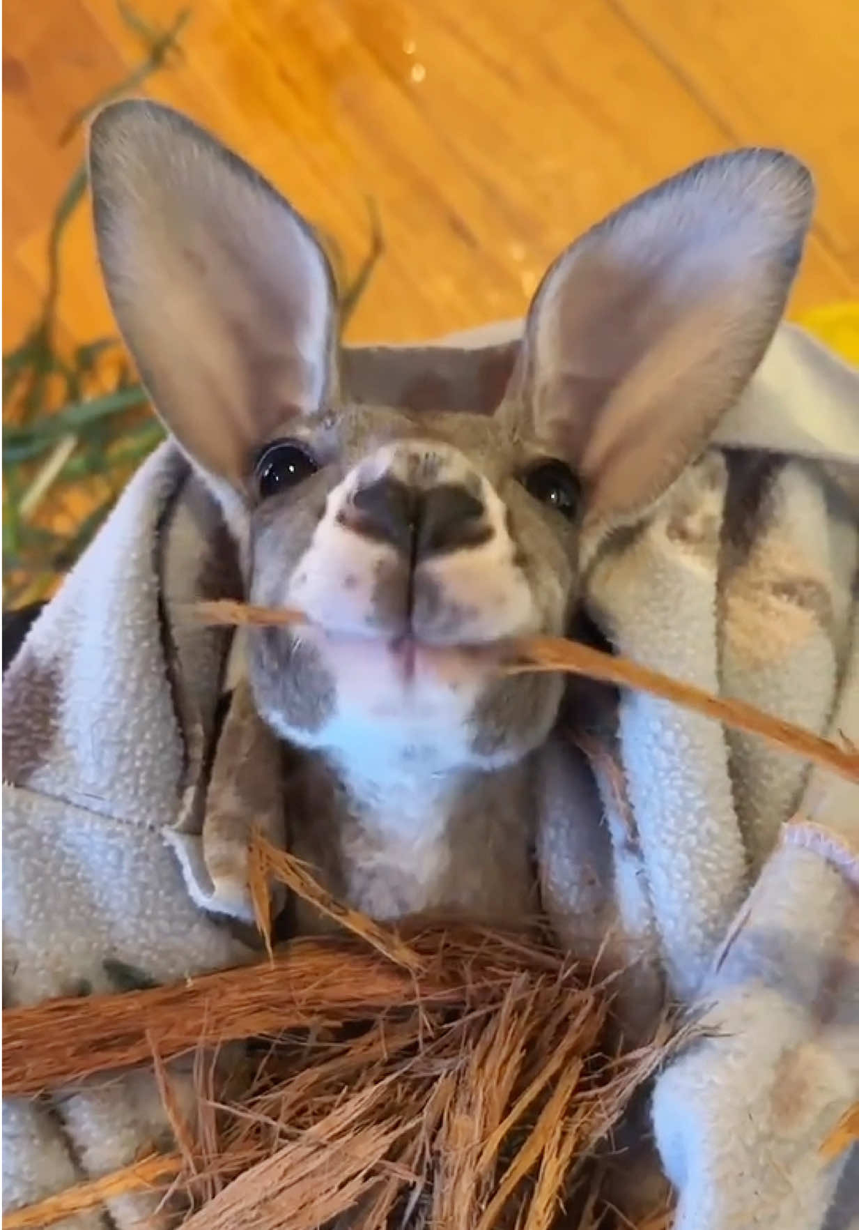 It’s hard not to fall in love with Lola our joey Red Kangaroo 😍 #kangaroojoey#wildactionzoo#australiananimals