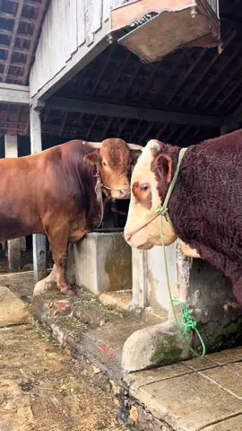 Ayem yo le 🔥🔥 #sapi #peternaksapiindonesia #limousine #simental #fyp 