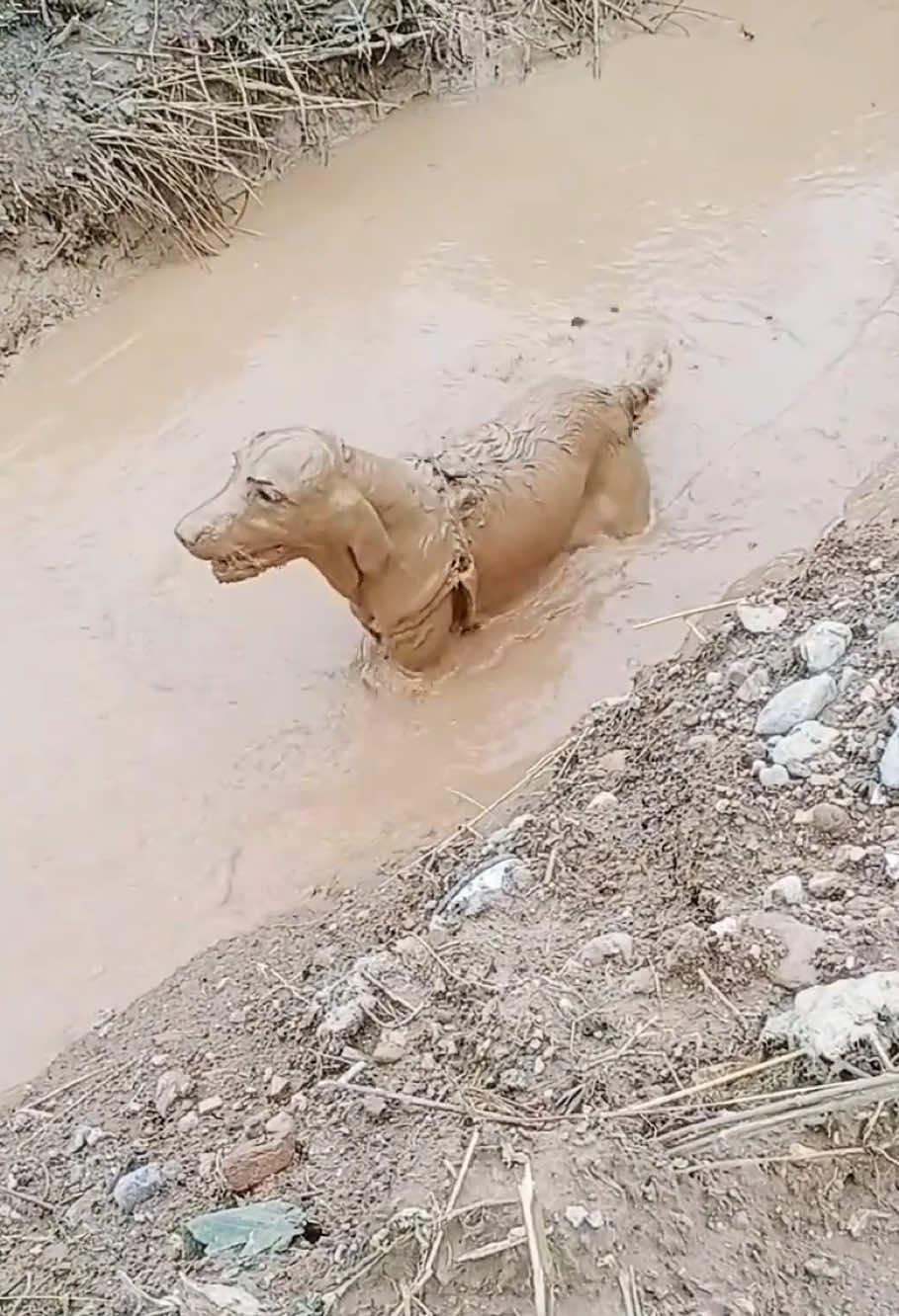 Dogs who love playing in mud puddles#dog#funny#funnyanimals#funnypets#animals    