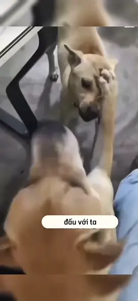 🤣🤣#giaitri #fyppppppppppppppppppppppp #fy #xh #viraltiktok @😂😂 