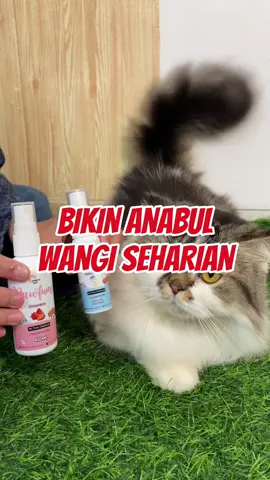 Anabul auto wangi setiap hari kalau palai parfume khusus anabul dari pawsitive vibes ini🥰 #fyp #pawsitivevibes #anjinglucu #kucinglucu #parfume 